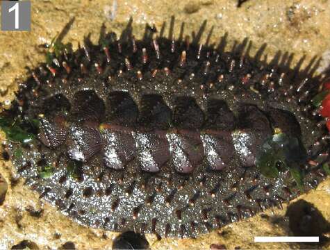 Image of Acanthopleura echinata (Barnes 1824)