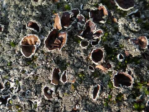 Image of Peppered rock-shield