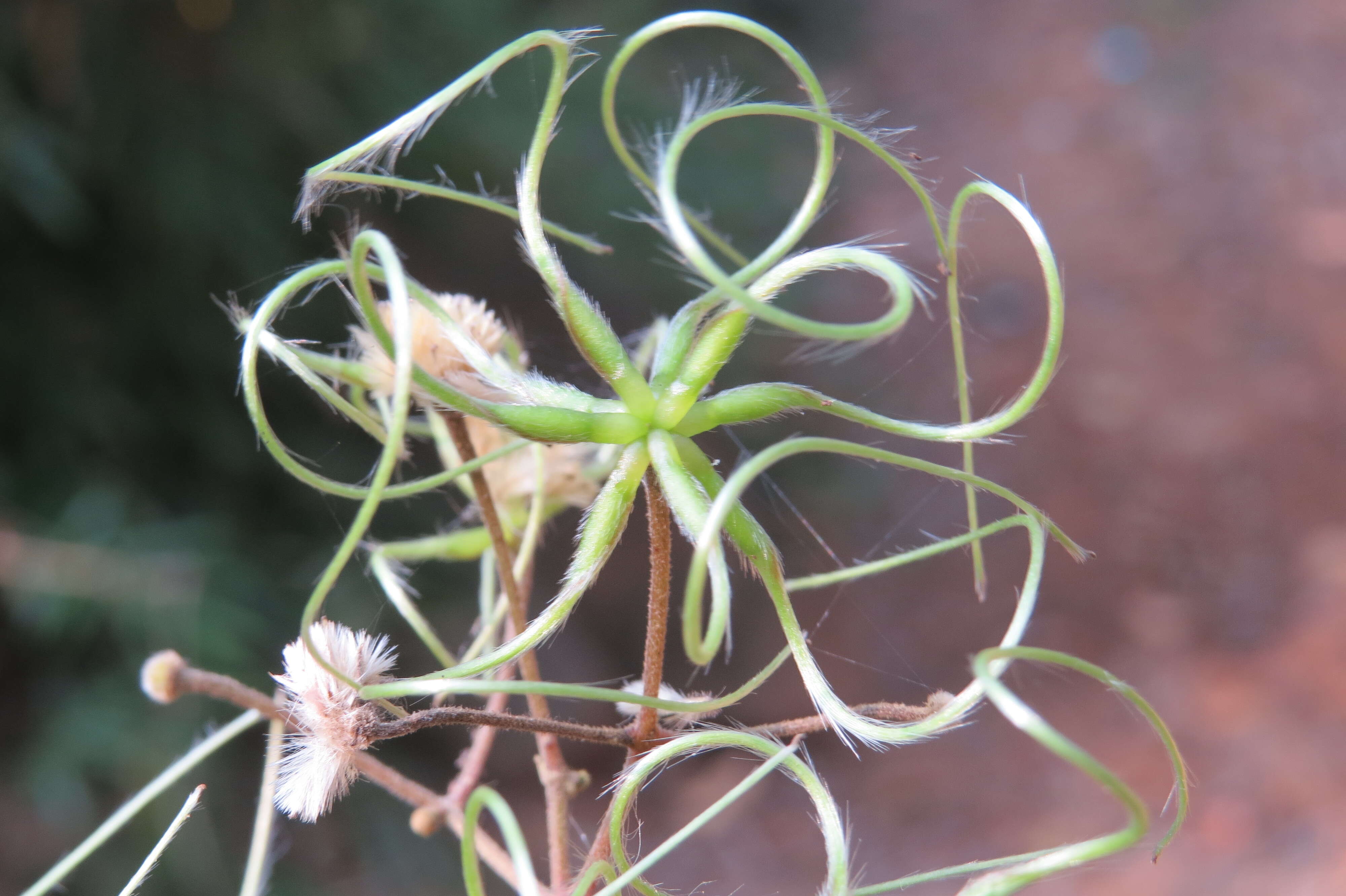 Слика од Clematis zeylanica (L.) Poir.