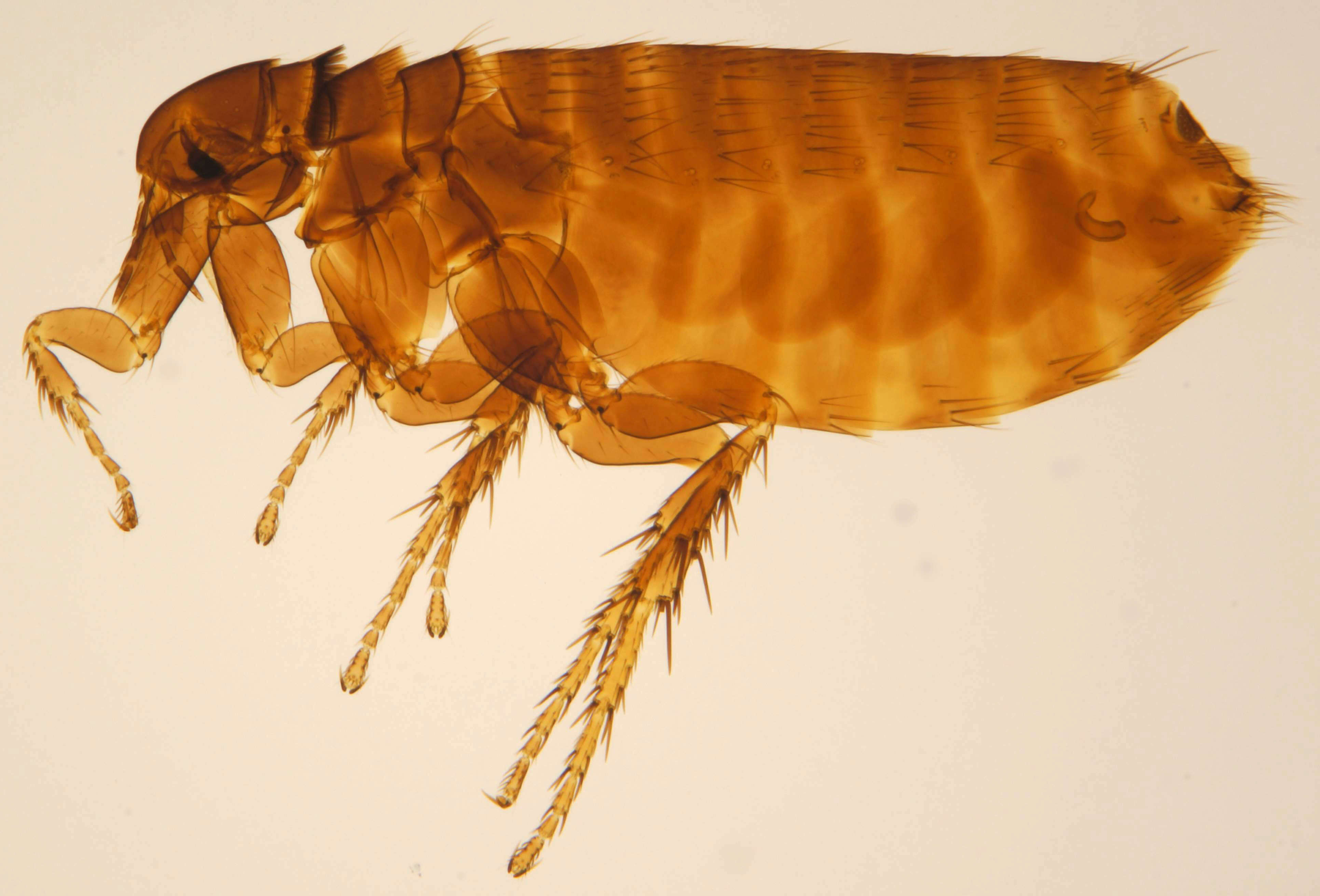 Image of Hen flea