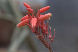 Image of Aloe descoingsii Reynolds