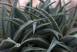 Image of Aloe descoingsii Reynolds