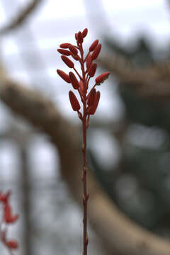 Image of Aloe descoingsii Reynolds