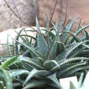 Aloe descoingsii Reynolds resmi