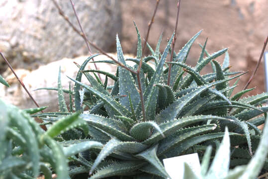 Aloe descoingsii Reynolds resmi