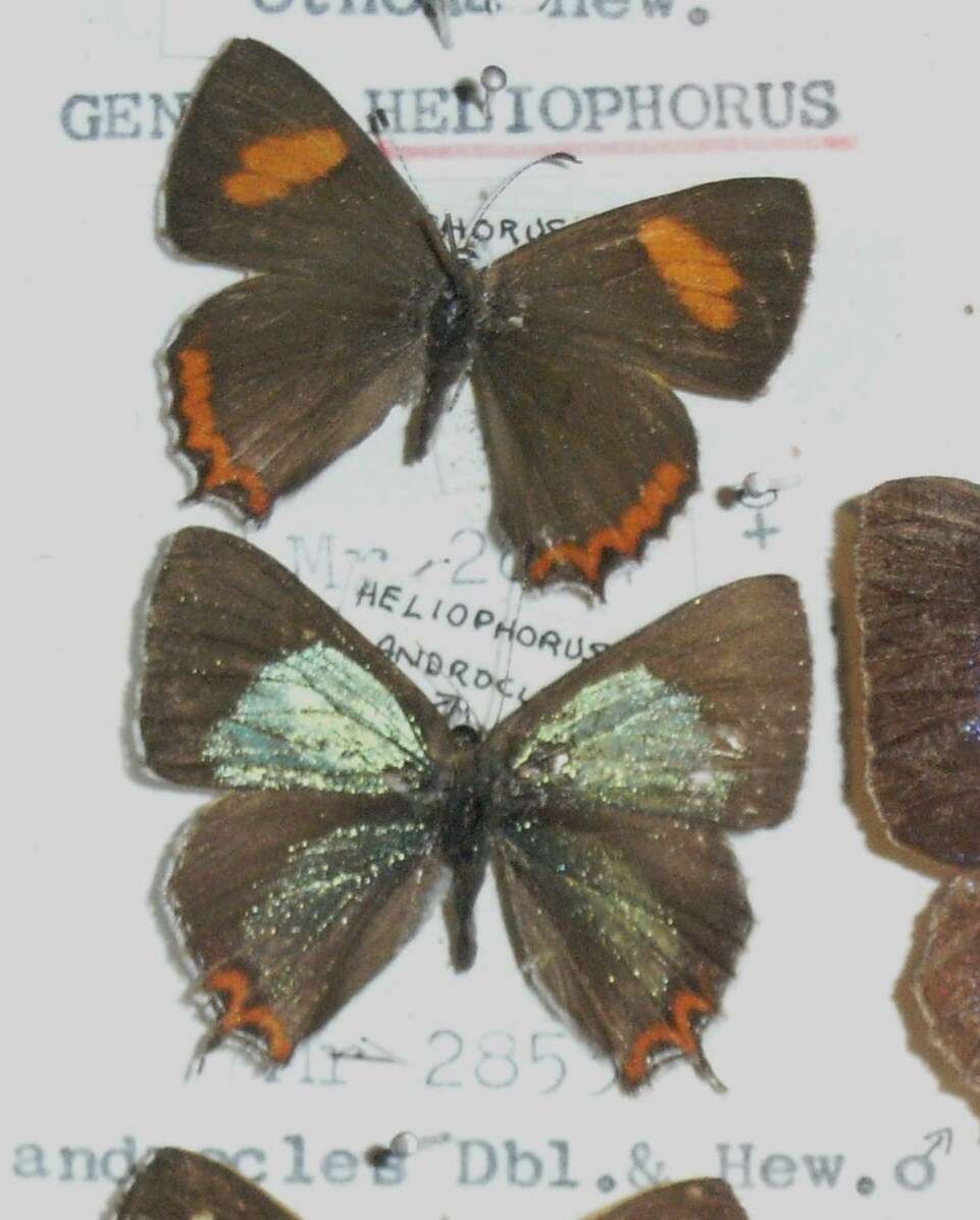 Image of Heliophorus androcles (Westwood (1852))