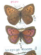 Слика од Lycaena kasyapa (Moore 1865)