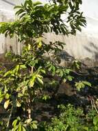 Image of soursop