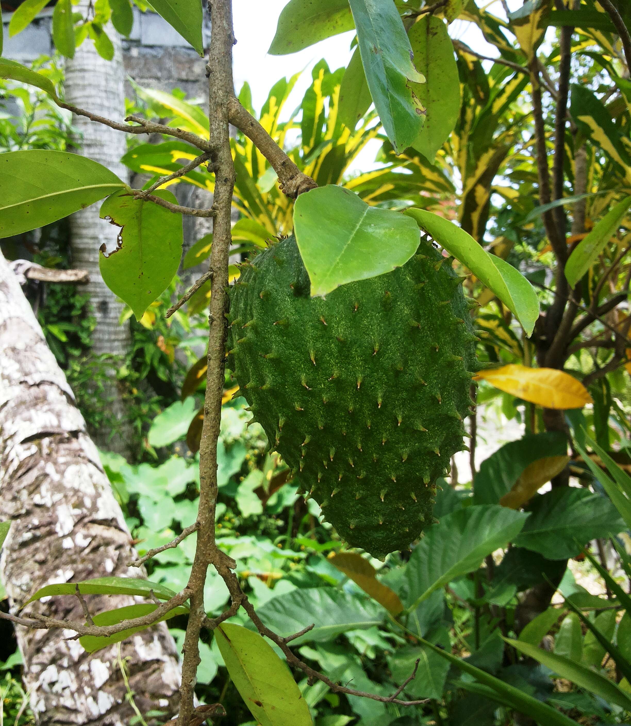 Image of soursop