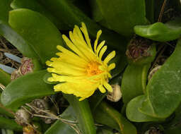 Image of Glottiphyllum uncatum