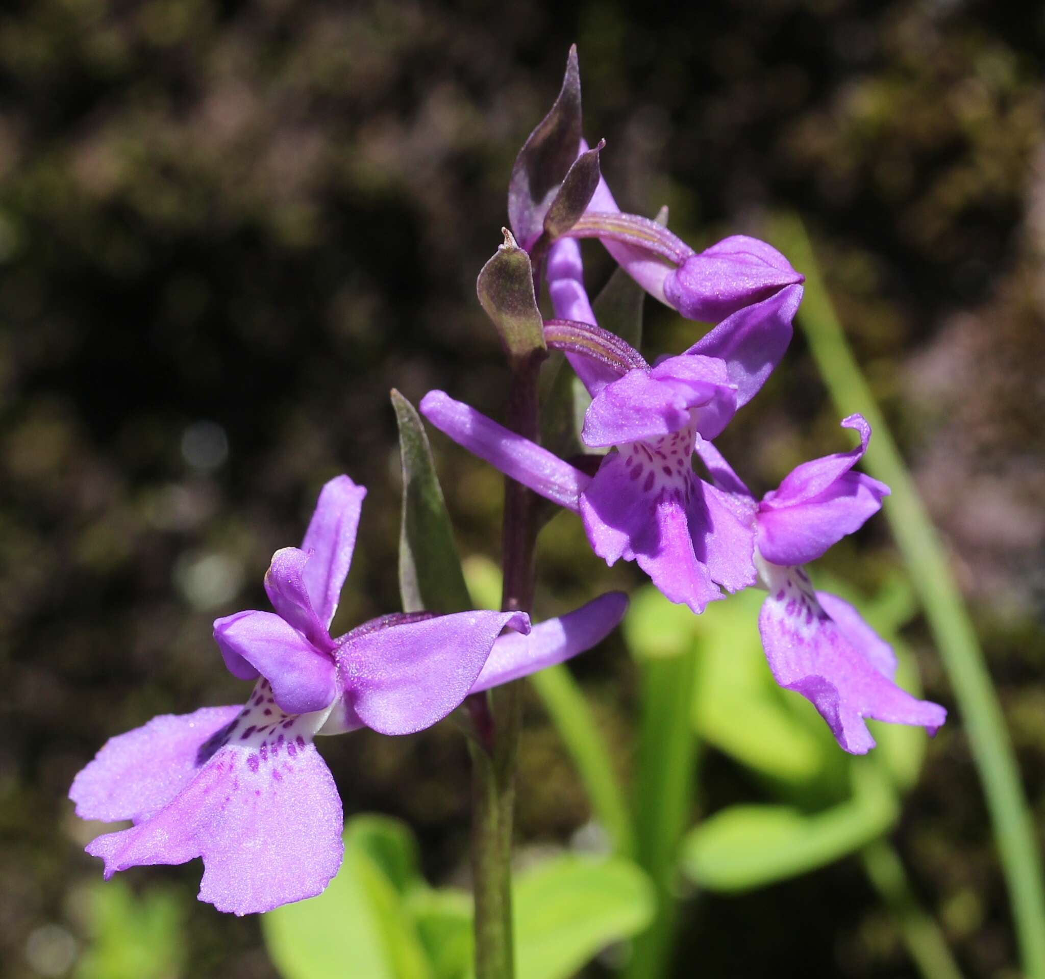 Image of Ponerorchis joo-iokiana (Makino) Nakai