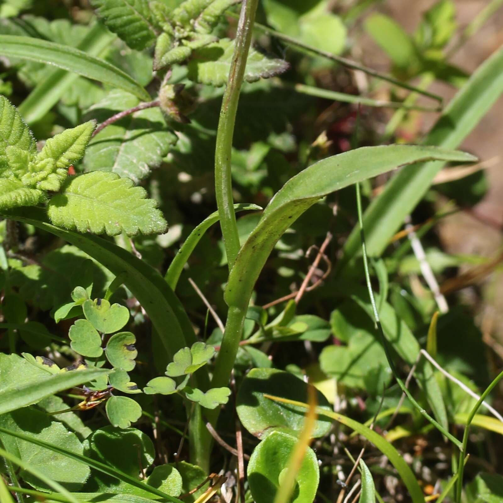 Image of Ponerorchis joo-iokiana (Makino) Nakai