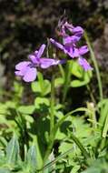 Image of Ponerorchis joo-iokiana (Makino) Nakai