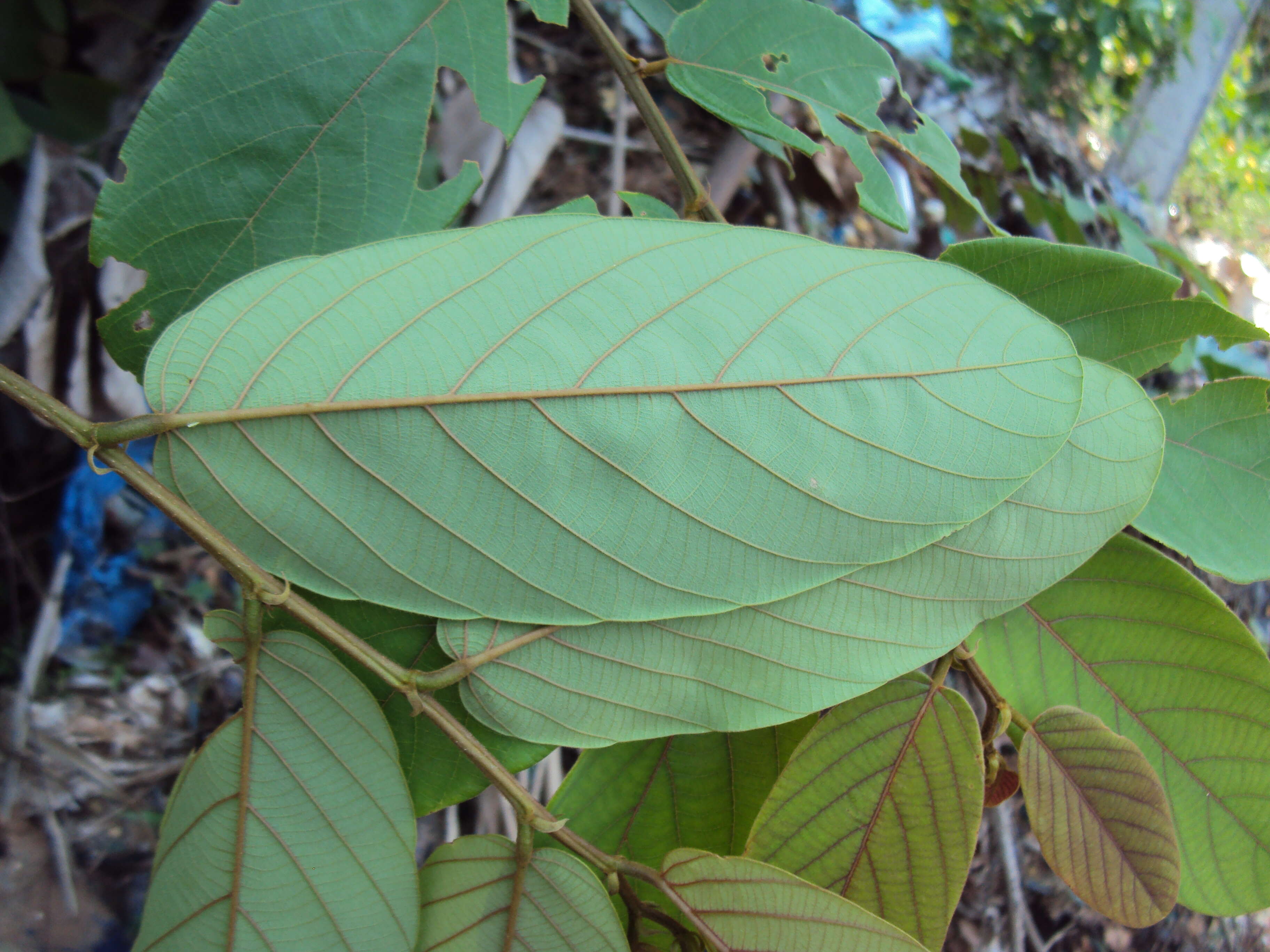 Image of Bridelia stipularis (L.) Blume