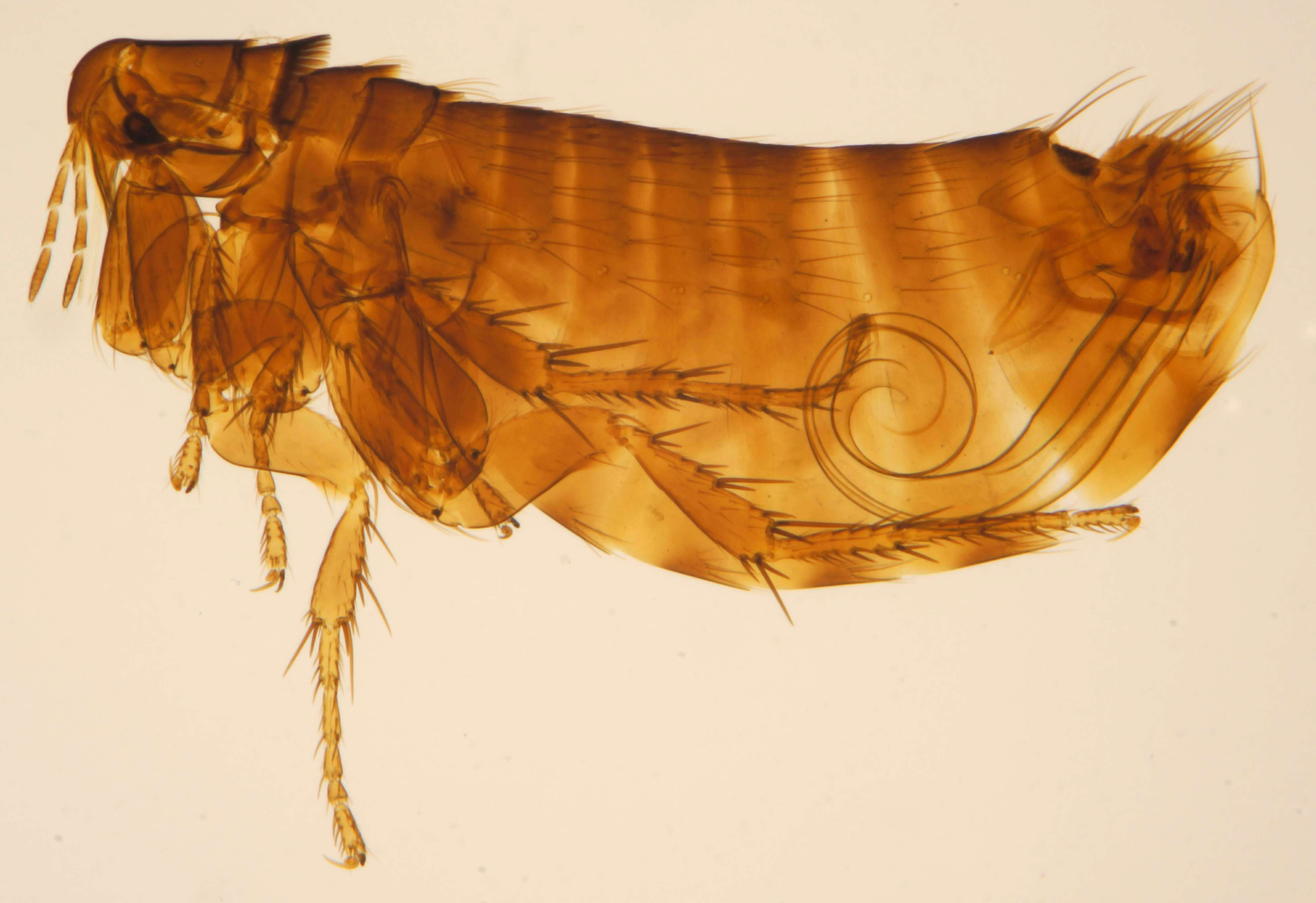 Image of Hen flea