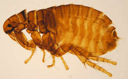 Ctenocephalides canis (Curtis 1826) resmi