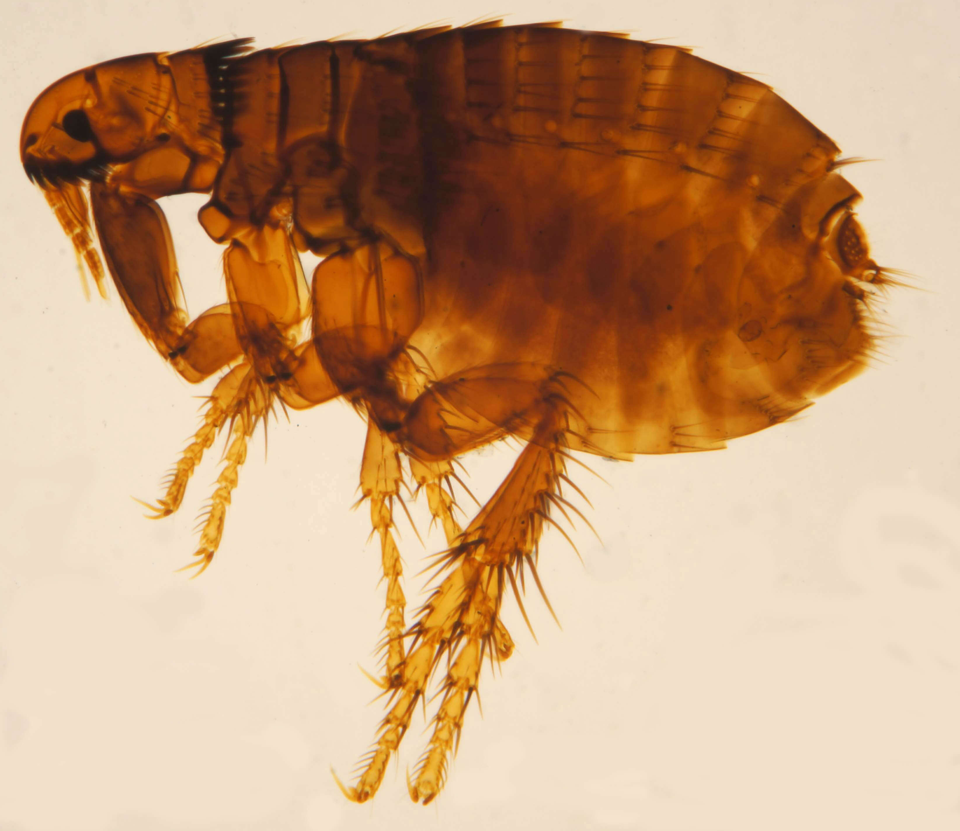 Image of Dog flea