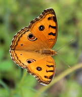 Plancia ëd Junonia almana Linnaeus 1758