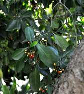 Image of Black bird-berry