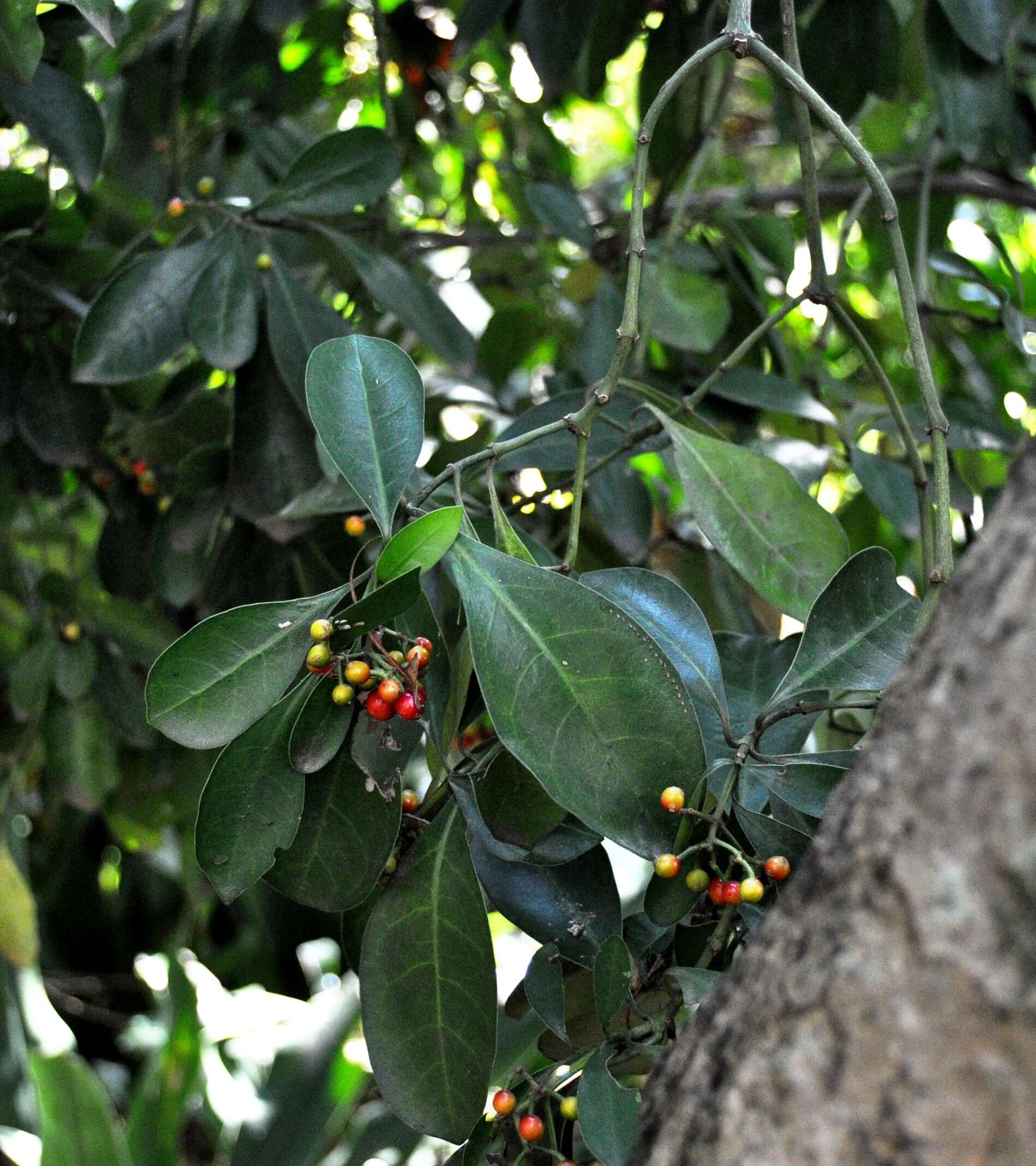 Image of Black bird-berry