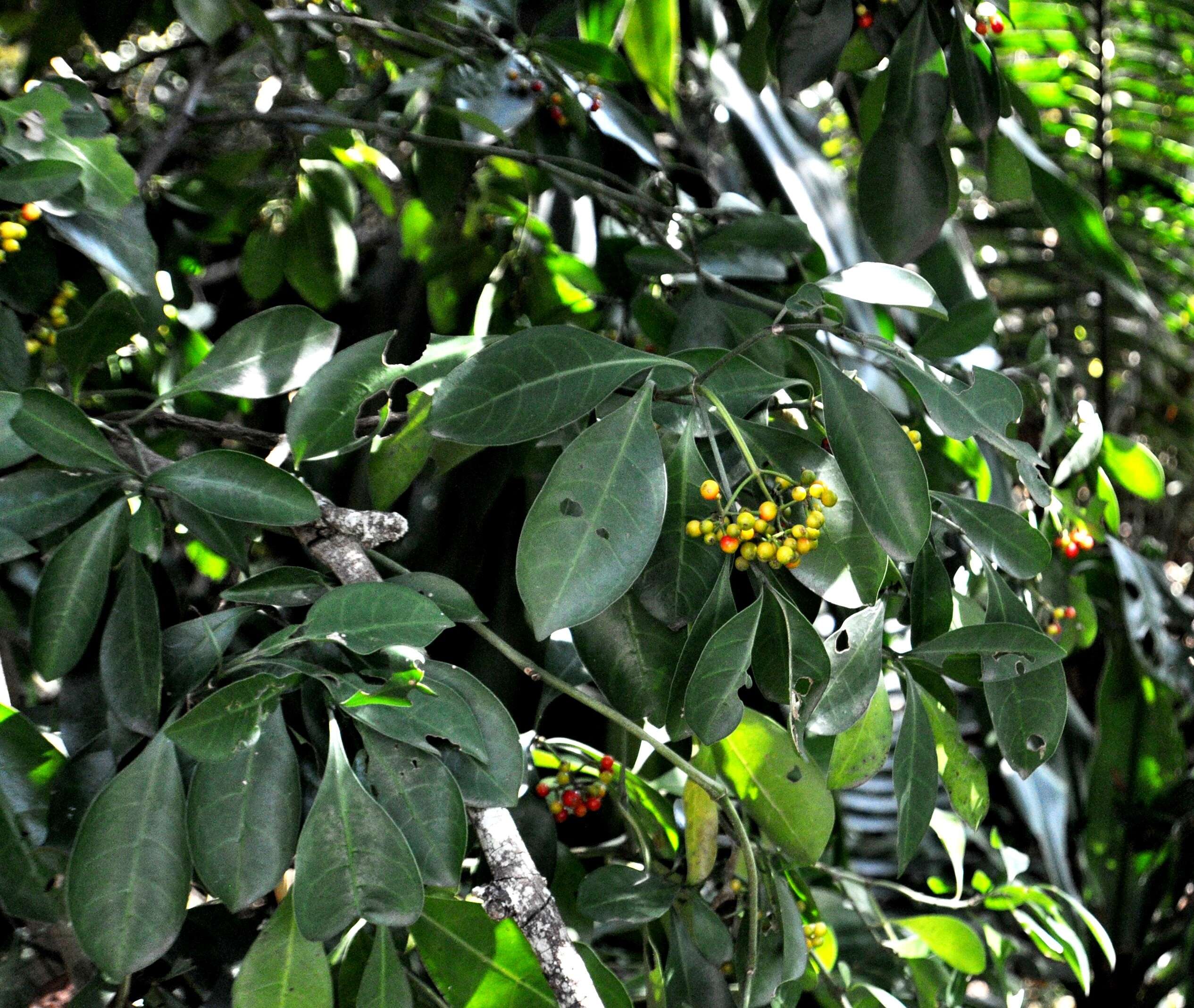 Image of Black bird-berry