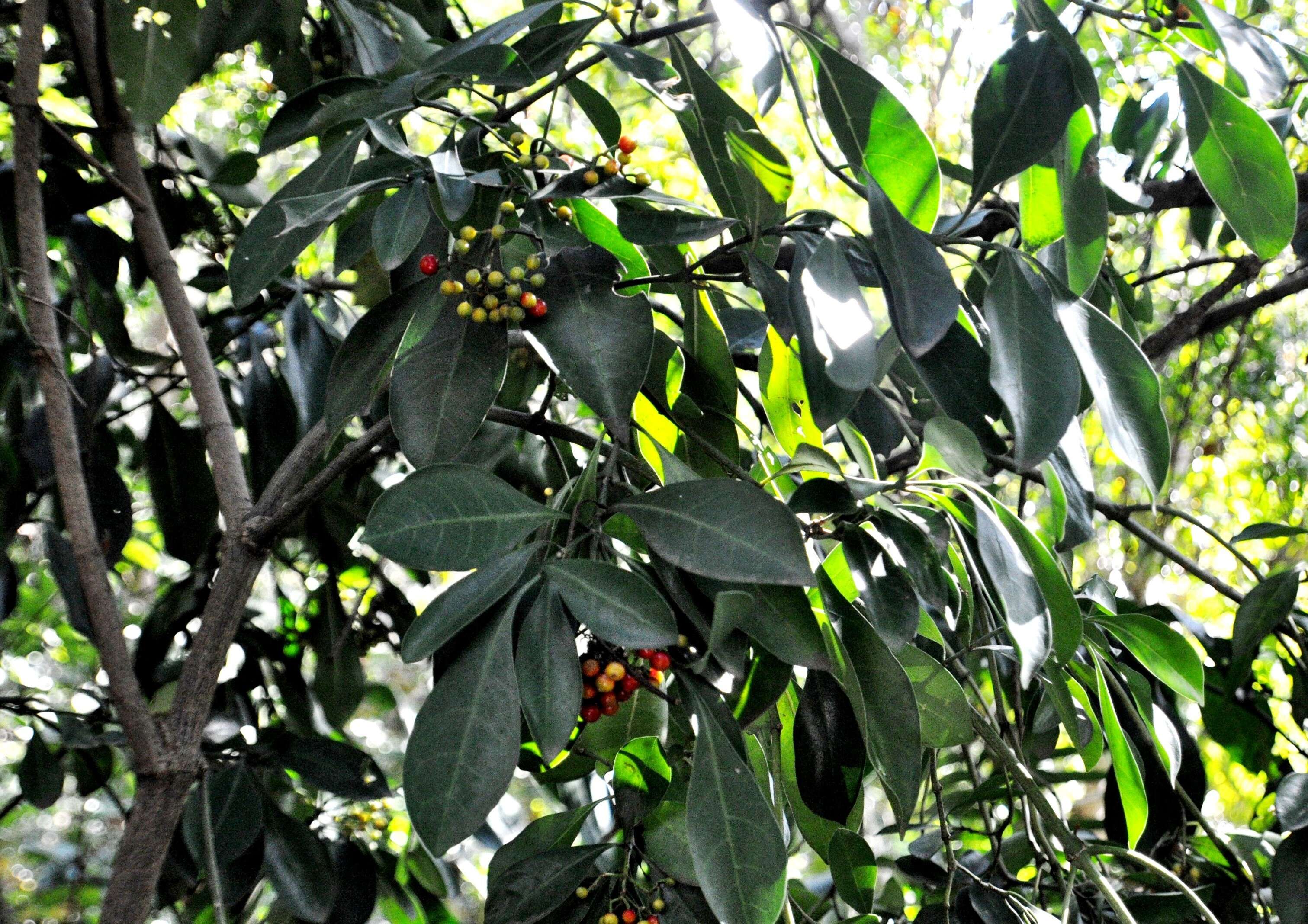 Image of Black bird-berry