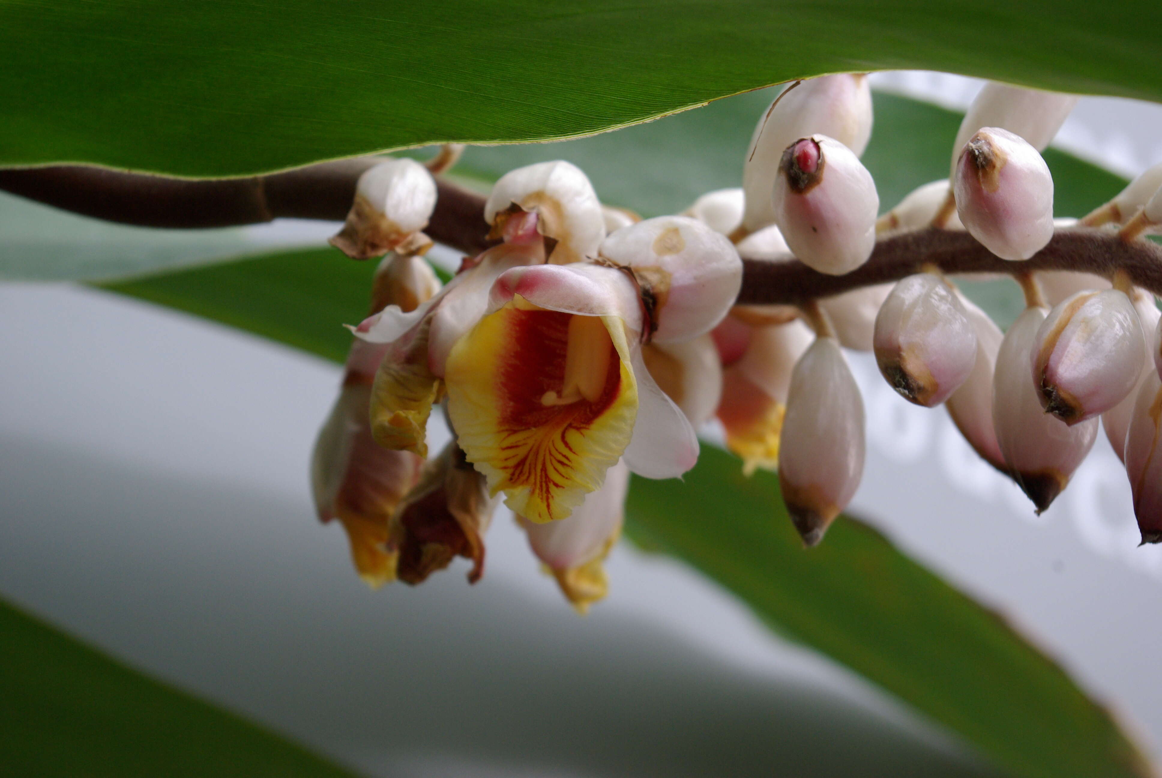 Image de Alpinia zerumbet (Pers.) B. L. Burtt & R. M. Sm.