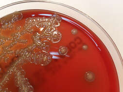 Image of Flavobacteria