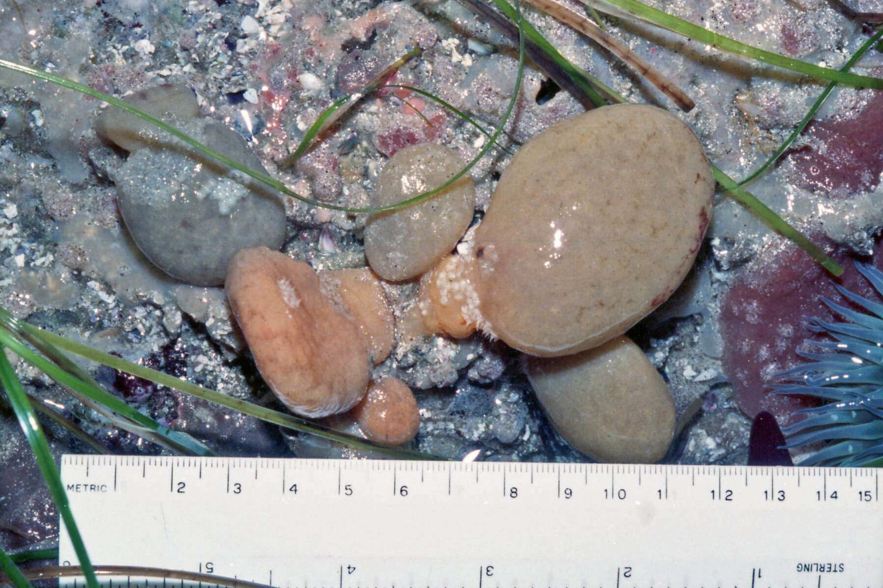 Image of Polyclinum planum (Ritter & Forsyth 1917)