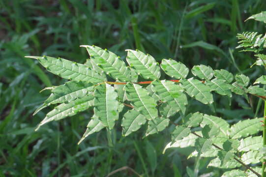 Image of Zanthoxylum rhetsa (Roxb.) DC.