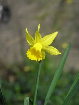 Image of daffodil