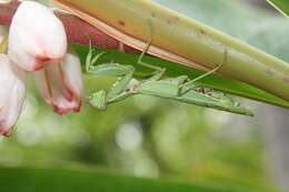 Image of Giant Asian Mantis