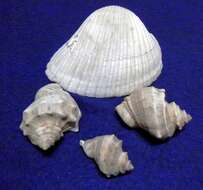 Image of carinate rock shell