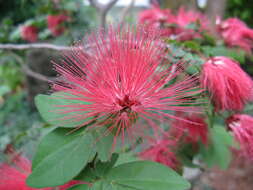 Imagem de Calliandra tergemina (L.) Benth.