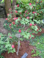 Imagem de Calliandra tergemina (L.) Benth.