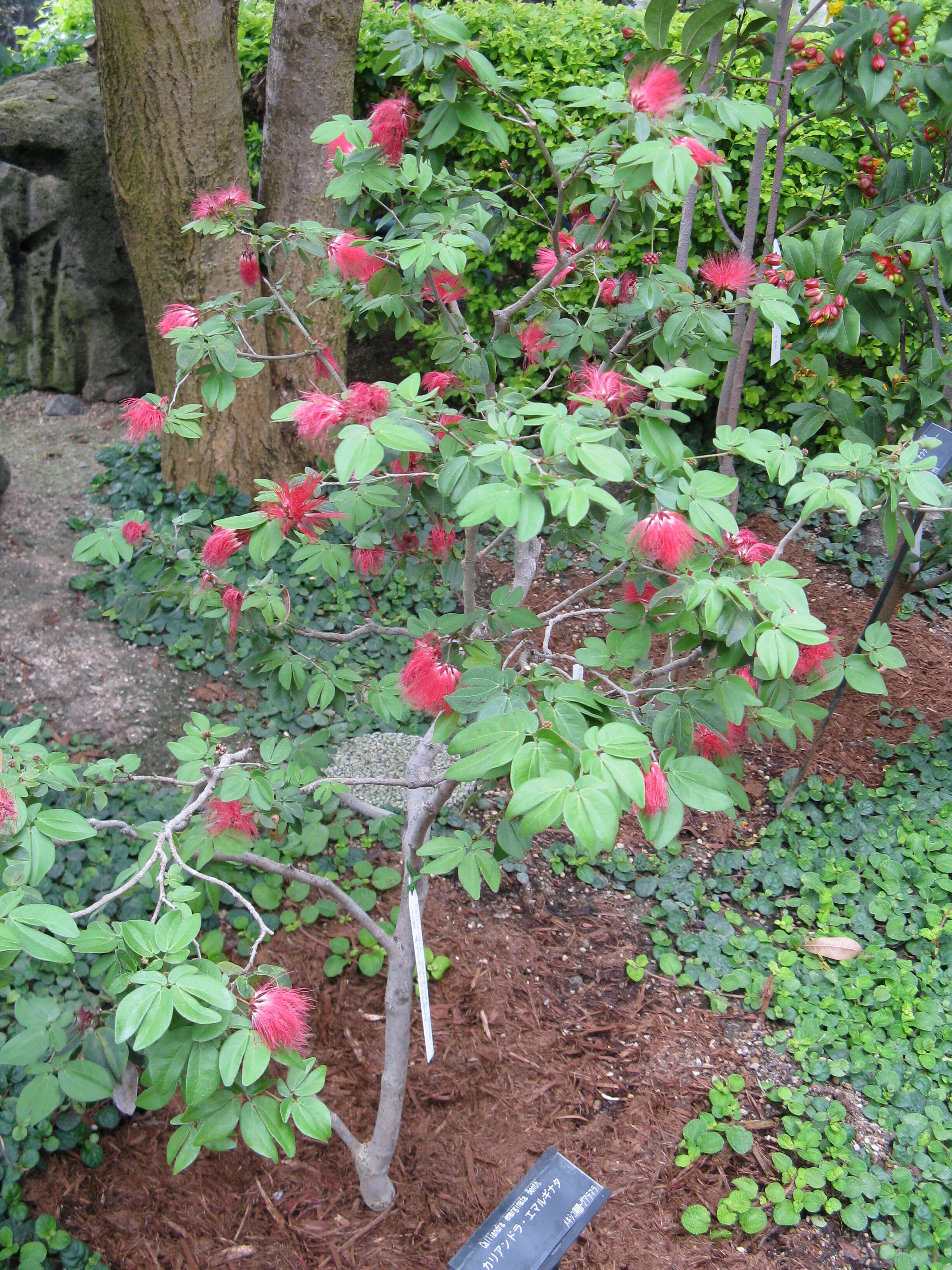 Imagem de Calliandra tergemina (L.) Benth.