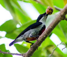 Image of Black-belted Flowerpecker