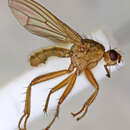 Scathophaga litorea (Fallen 1819) resmi