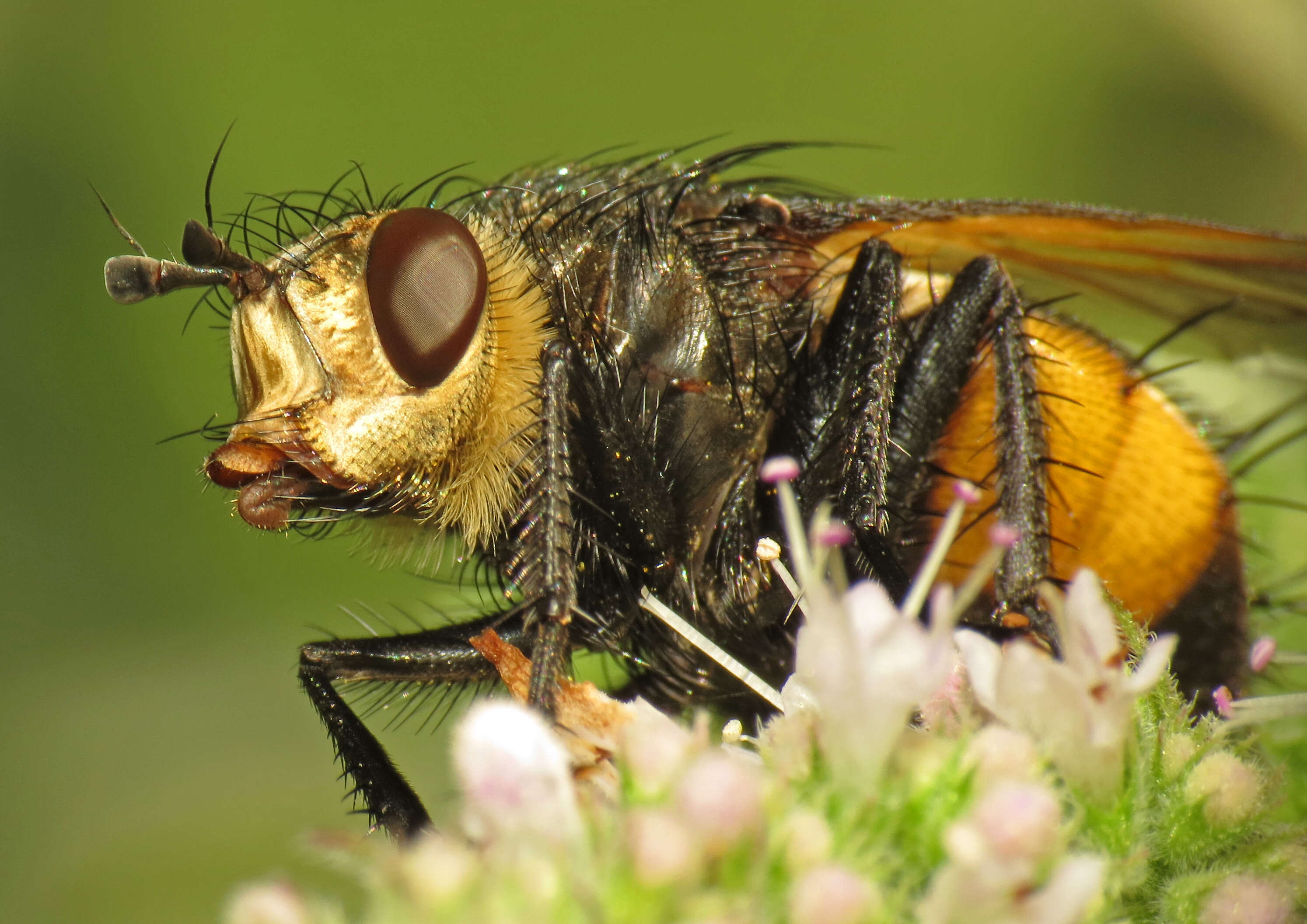 Image of Nowickia ferox (Panzer 1809)