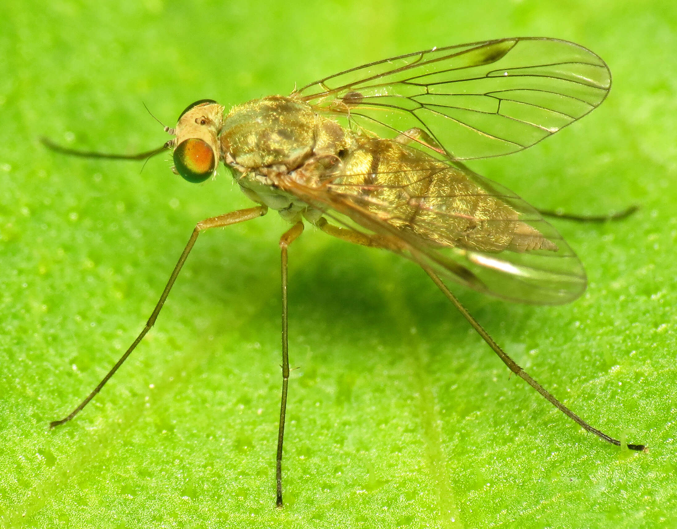 Image of Chrysopilus asiliformis