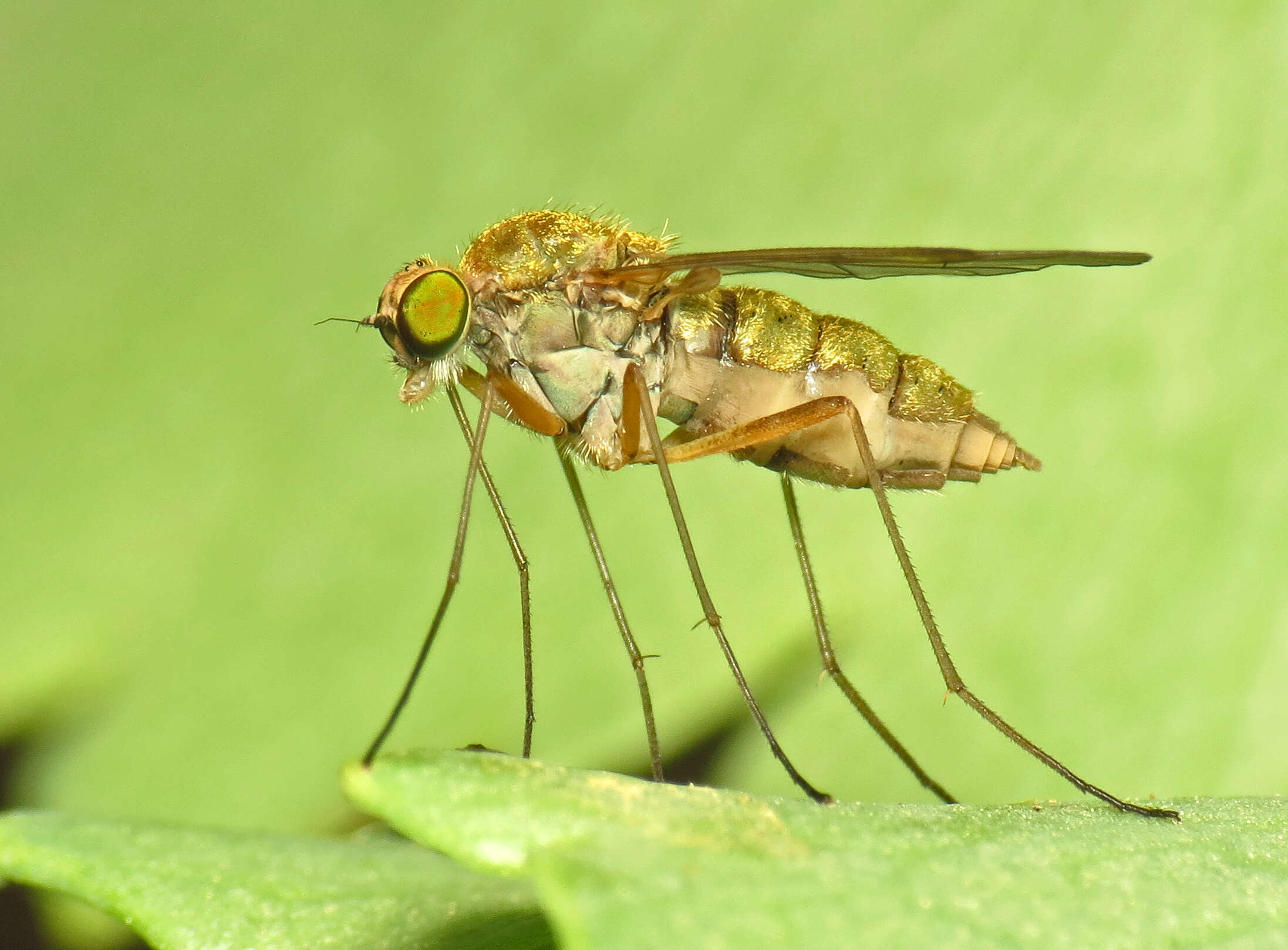 Image of Chrysopilus asiliformis