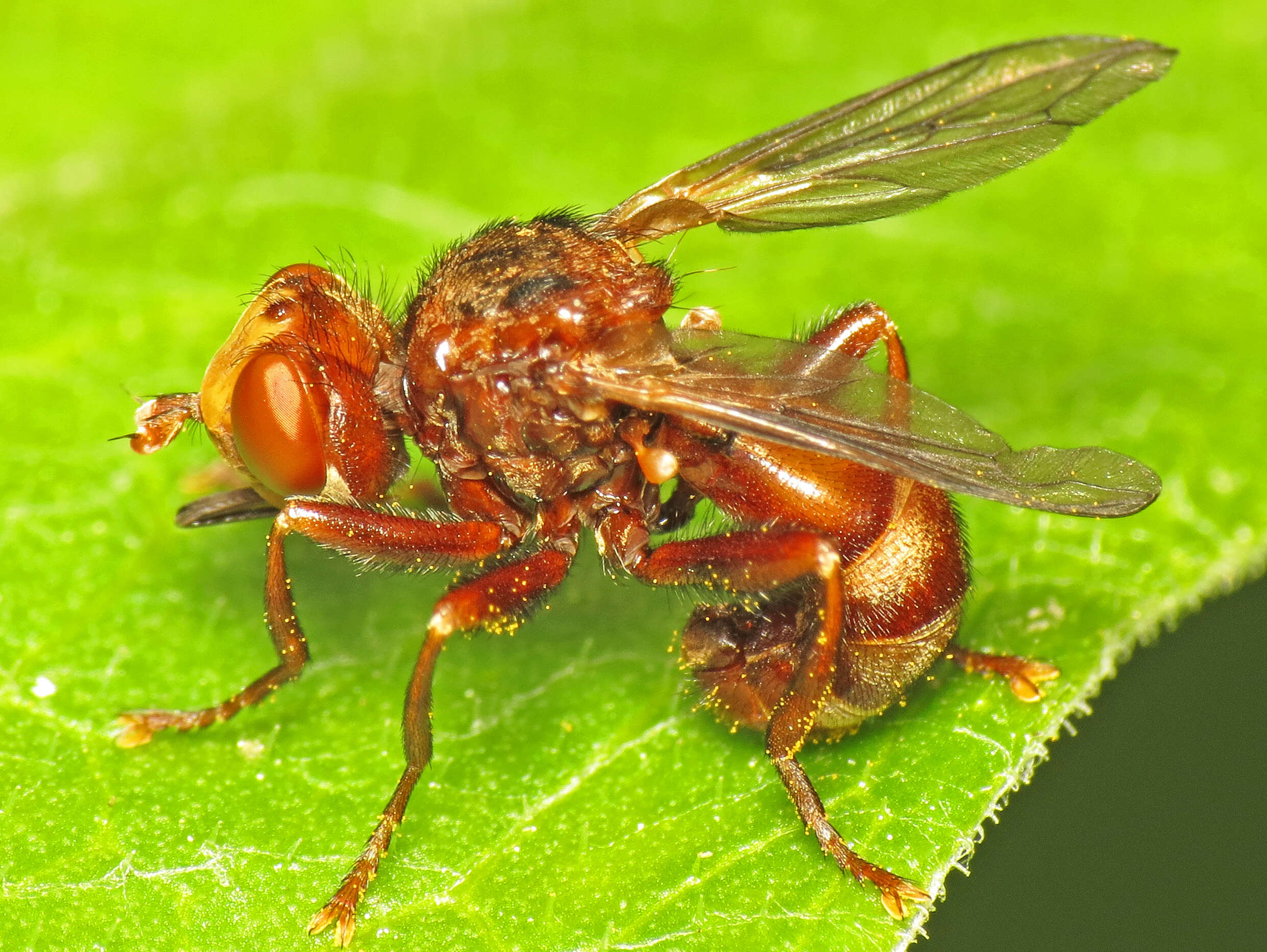 Image of Sicus ferrugineus (Linnaeus 1761)