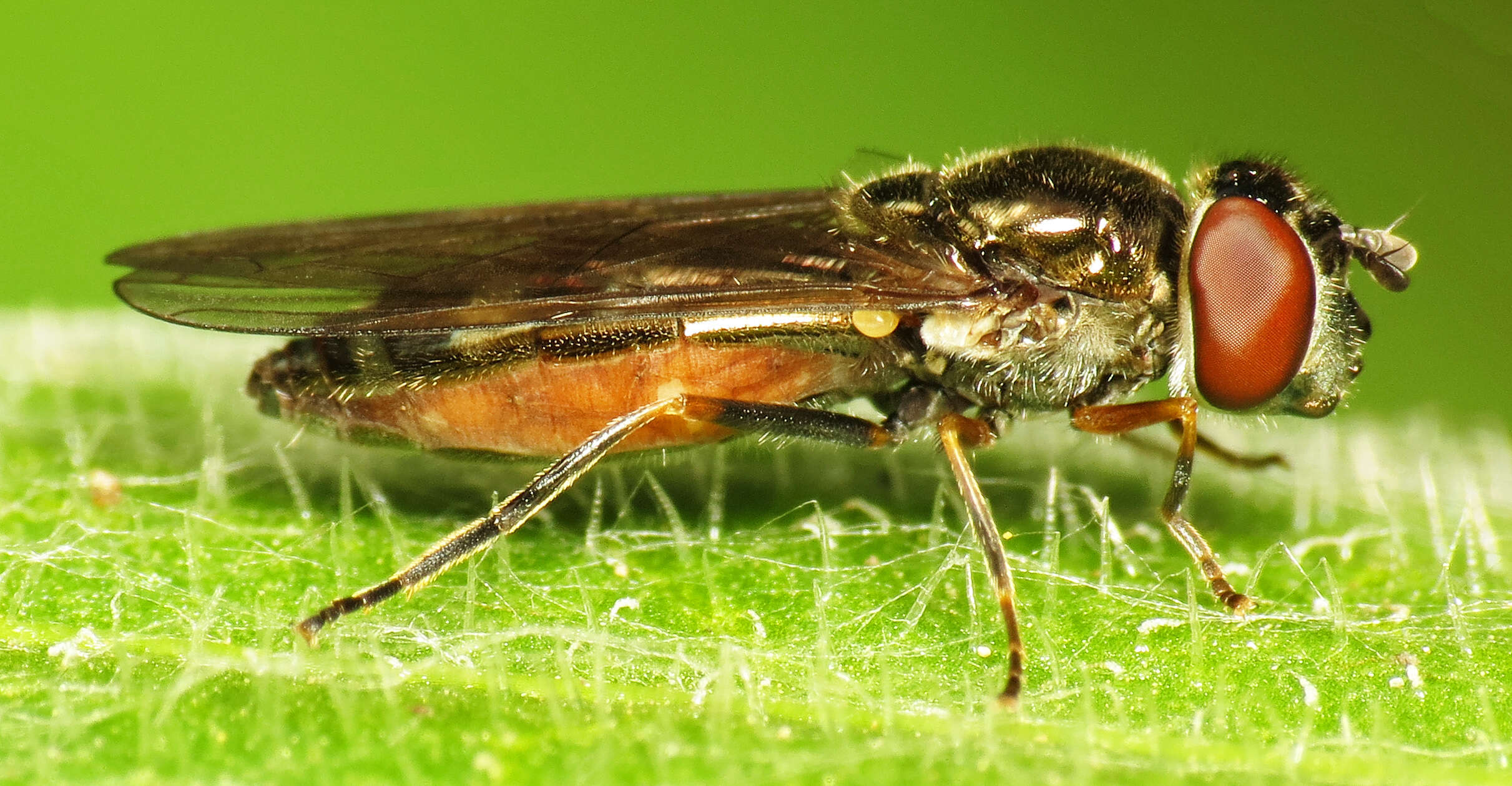 Image of <i>Platycheirus albimanus</i>