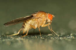 Image of Pomace fly