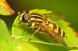 Image of Marsh Hoverfly