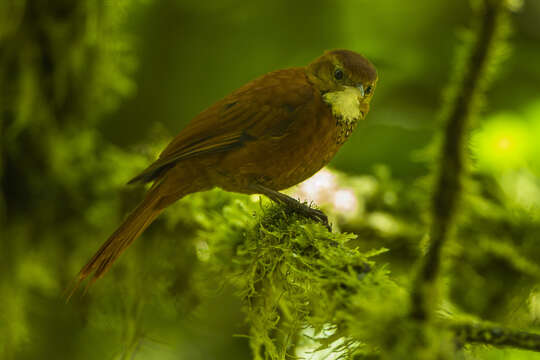 Image of Fulvous-dotted Treerunner