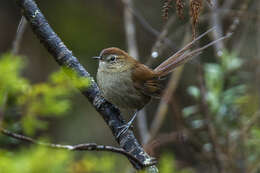 Image of White-chinned Thistletail