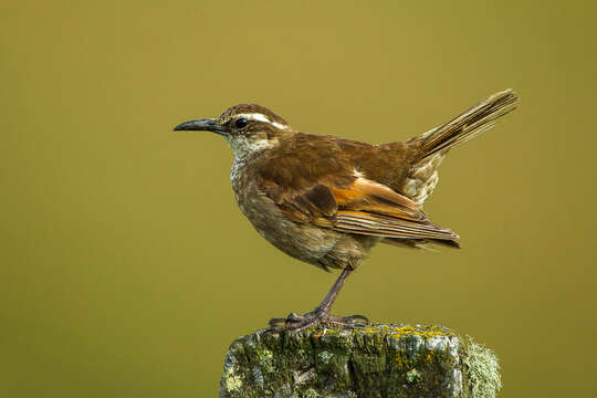 Image of Stout-billed Cinclodes