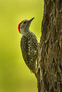 Image of Green-backed Woodpecker