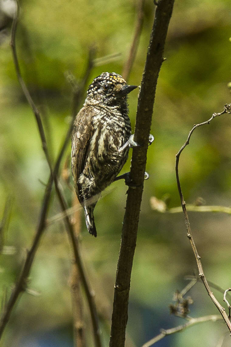 Image of Ecuadorian Piculet